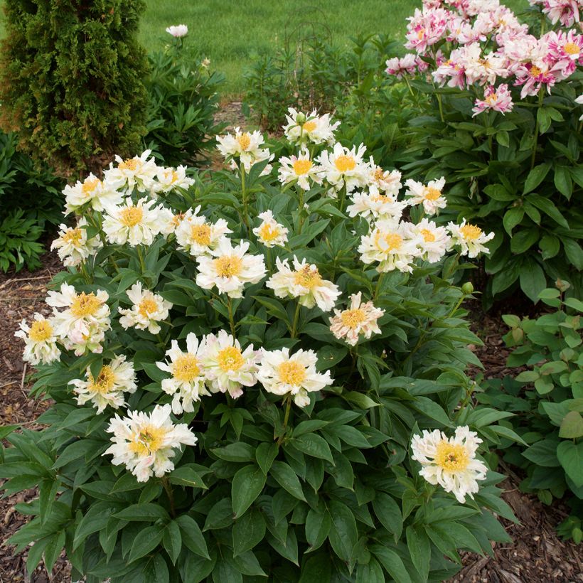 Peonia erbacea Green Lotus (Plant habit)