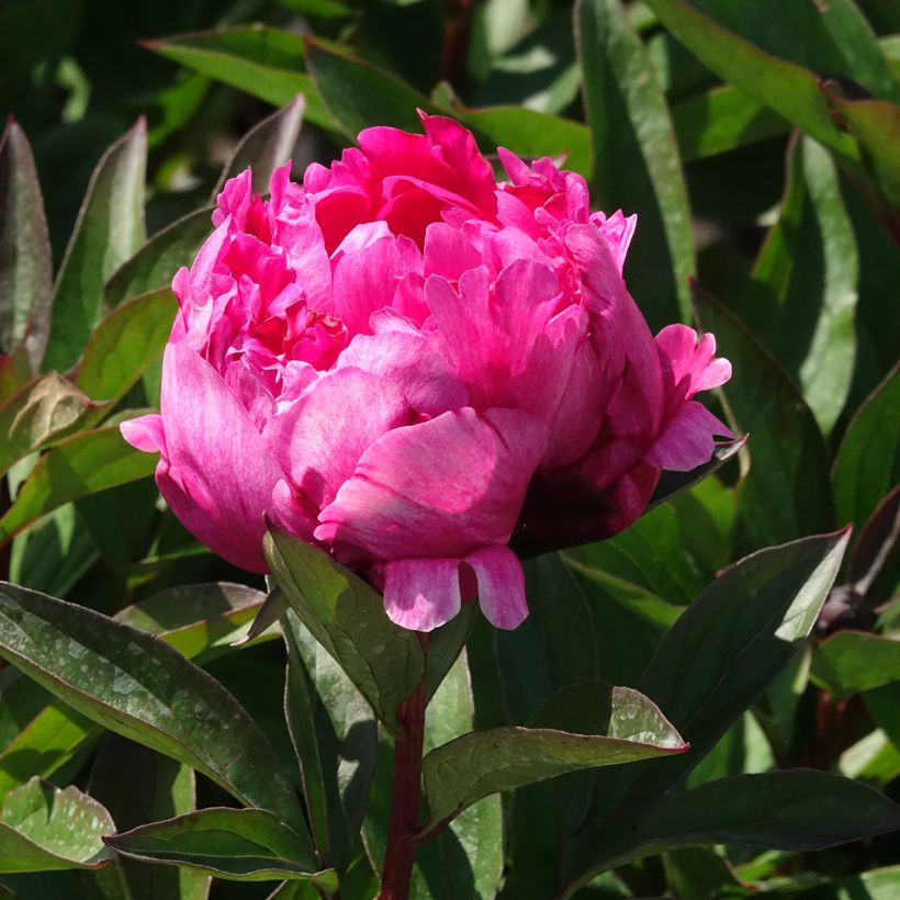 Peonia erbacea Kansas (Fioritura)