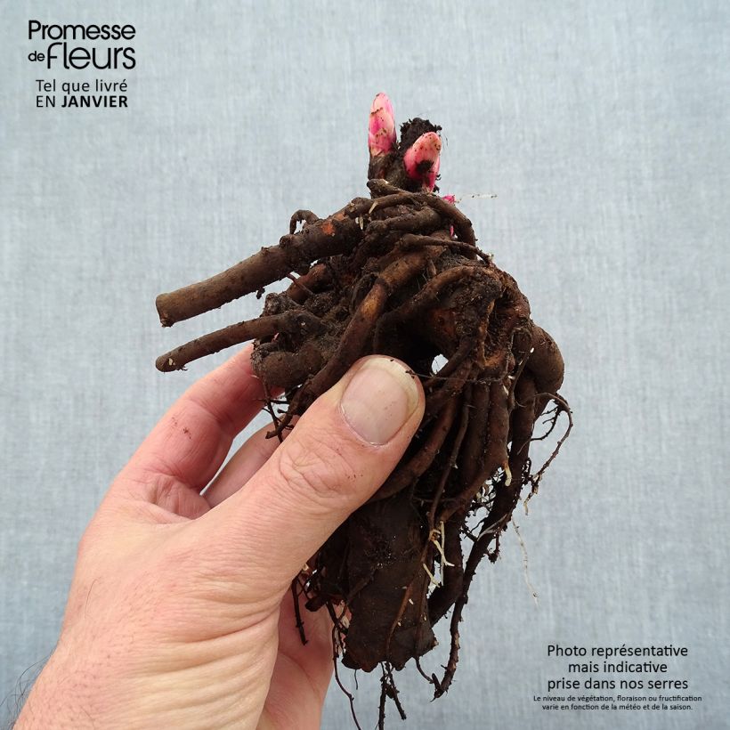 Peonia erbacea King's Day Cespo 3/5 occhi esemplare consegnato in inverno