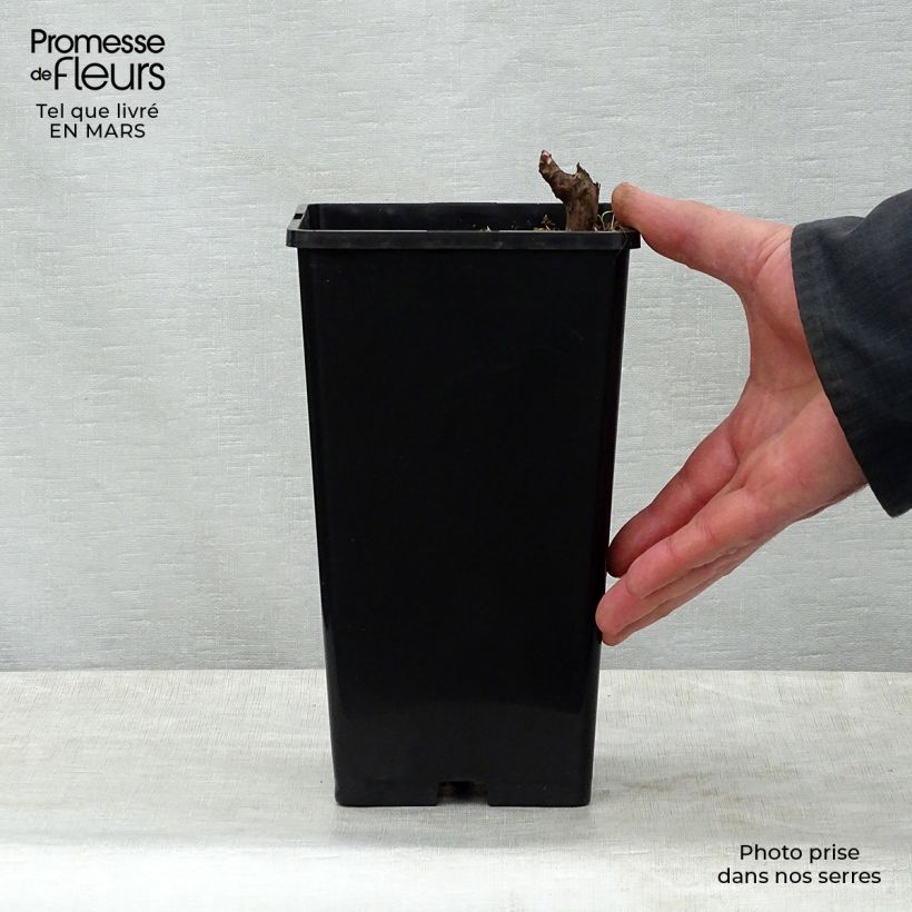 Peonia erbacea Marie lemoine Vaso da 3L/4L esemplare consegnato in primavera