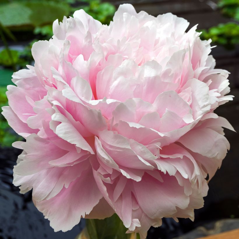 Peonia erbacea Morning Kiss (Fioritura)