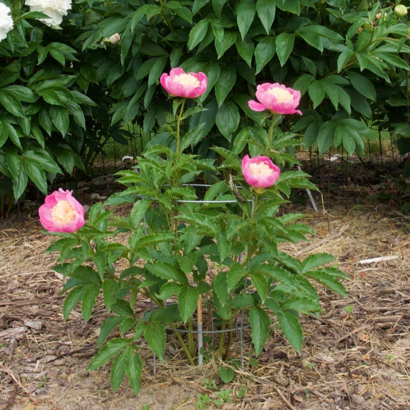 Peonia erbacea Mr G.F. Hemerik (Plant habit)