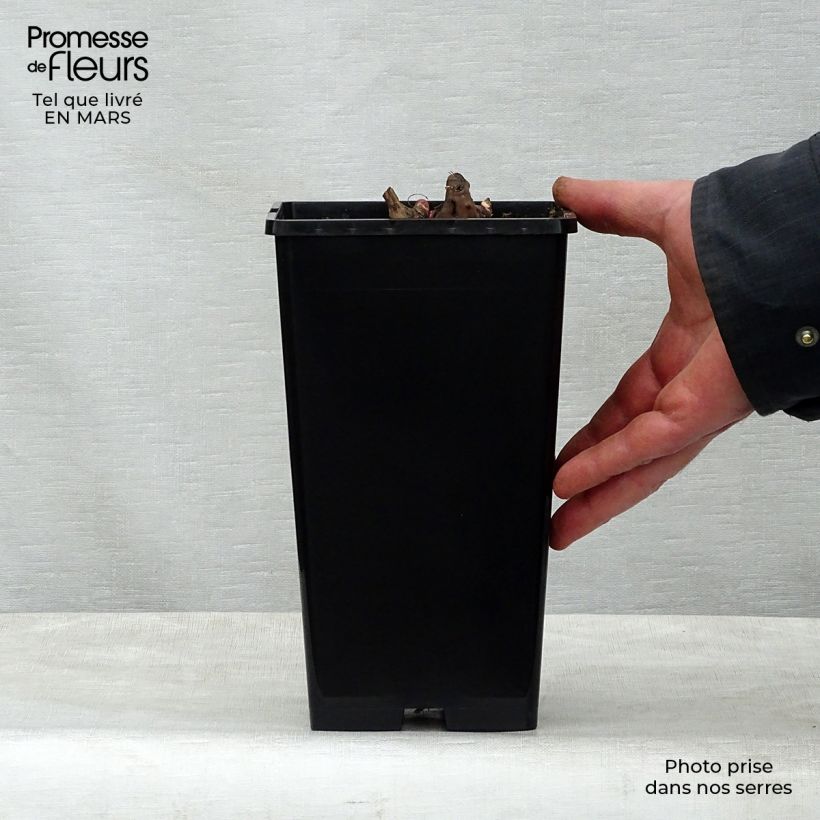 Example of Peonia erbacea Nippon Beauty Vaso da 3L/4L as you get in printemps