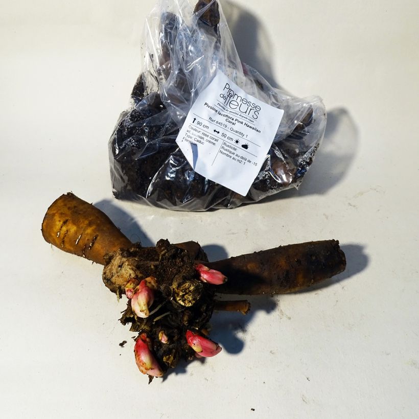 Example of Peonia erbacea Pink Hawaiian Coral Cespo 3/5 occhi as you get in printemps