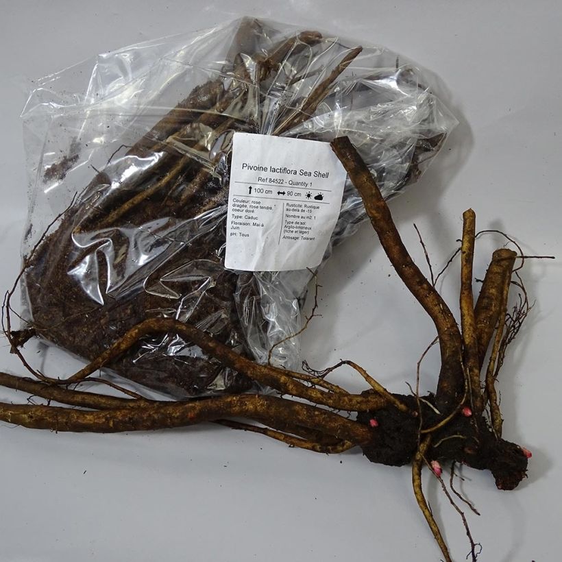 Esempio di esemplare Peonia erbacea Sea Shell Cespo 3/5 occhi come consegnato