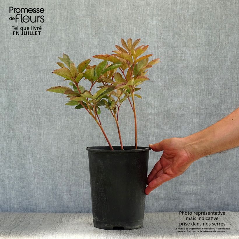Esemplare di Peonia erbacea Solange Vaso da 3L/4L consegnato in estate