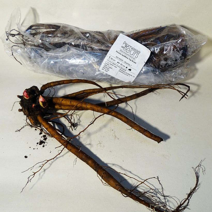 Peonia erbacea Top Brass Cespo 3/5 occhi esemplare consegnato in primavera