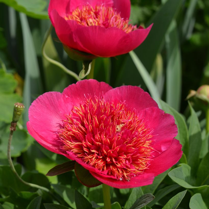 Paeonia officinalis Anemoniflora (Fioritura)