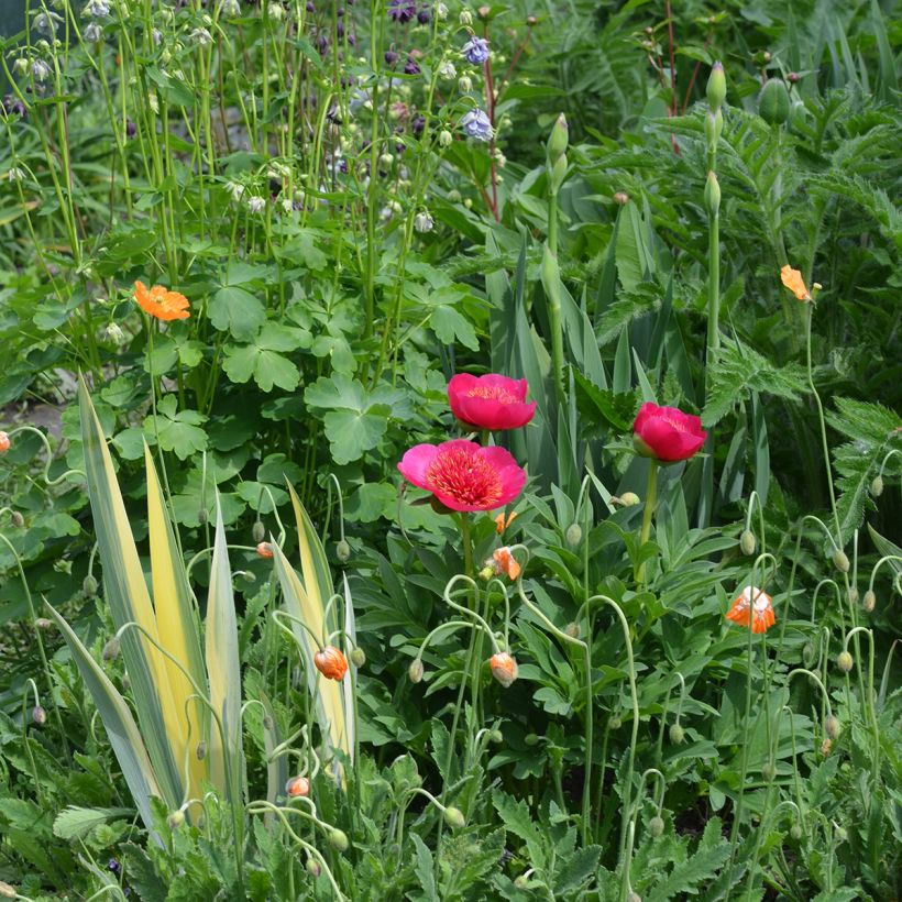 Paeonia officinalis Anemoniflora (Porto)