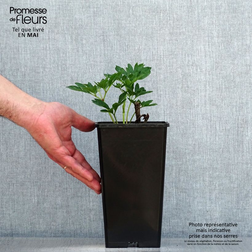 Paeonia officinalis Rubra Plena Vaso da Ø 12 cm / 13 cm esemplare consegnato in primavera