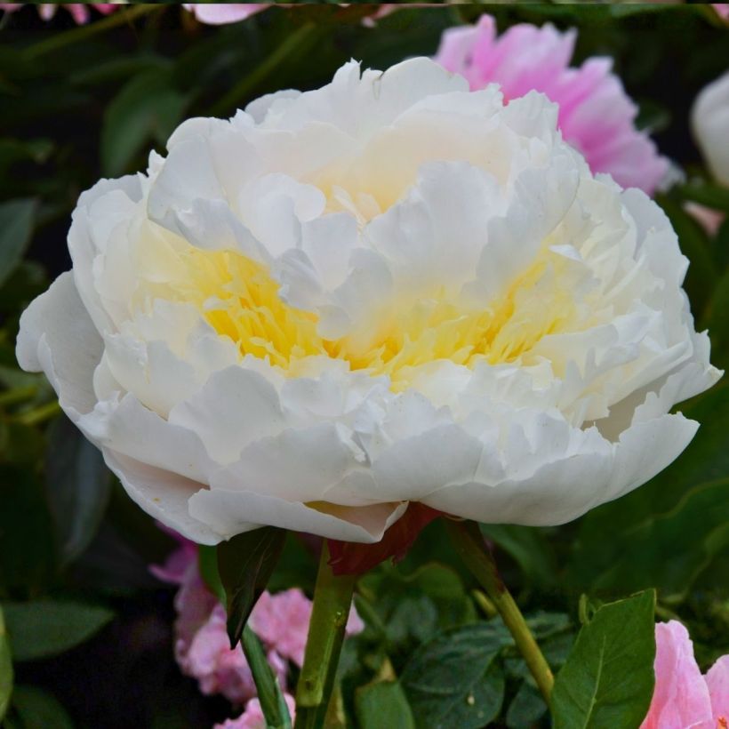 Peonia erbacea Blush Queen (Fioritura)