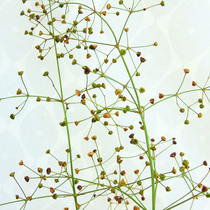 Alisma plantago-aquatica - Mestolaccia comune (Fioritura)
