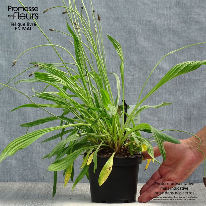 Example of Plantago lanceolata - Piantaggine lanciuola Vaso da 1,5L/2L as you get in printemps