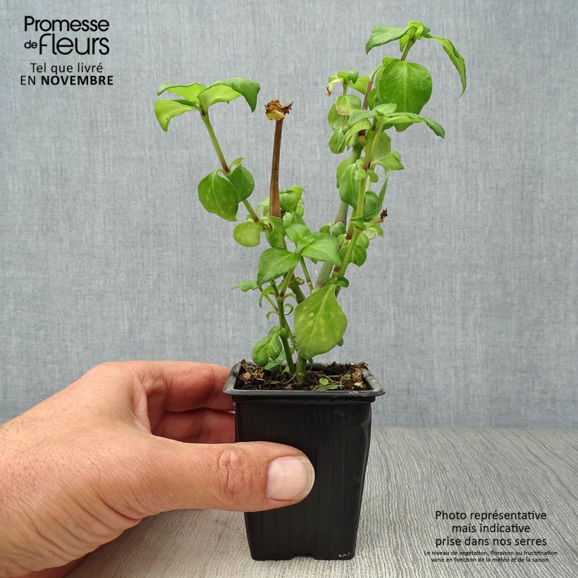 Esemplare di Rungia klossii - Erba fungo Vasetto da 7/8 cm come consegnato in autunno