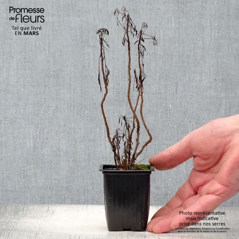 Example of Artemisia abrotanum var. maritima Maritima - Abrotano Vasetto da 7/8 cm as you get in printemps