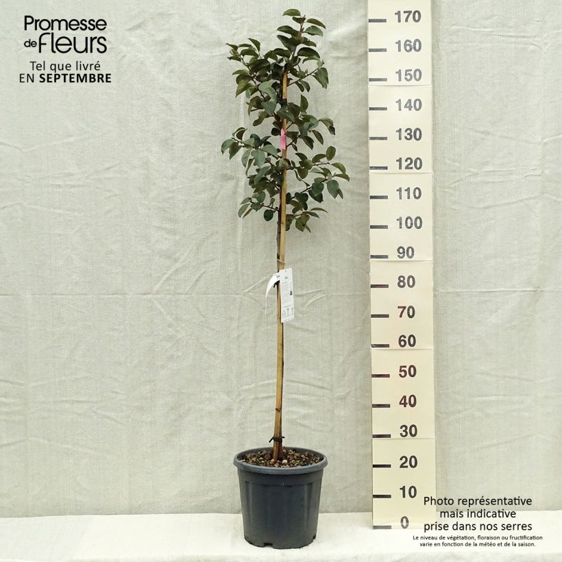 Esemplare di Plaqueminier, Kaki - Diospyros kaki Tipo Pot de 12L/15L, Demi-Tige come consegnato in autunno