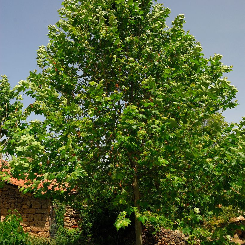 Platanus hispanica - Platano (Fogliame)