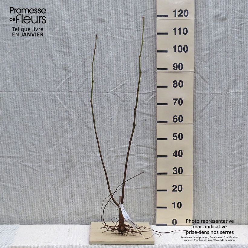 Platanus hispanica El Gordo - Platano Piante piccole a radice nuda esemplare consegnato in inverno