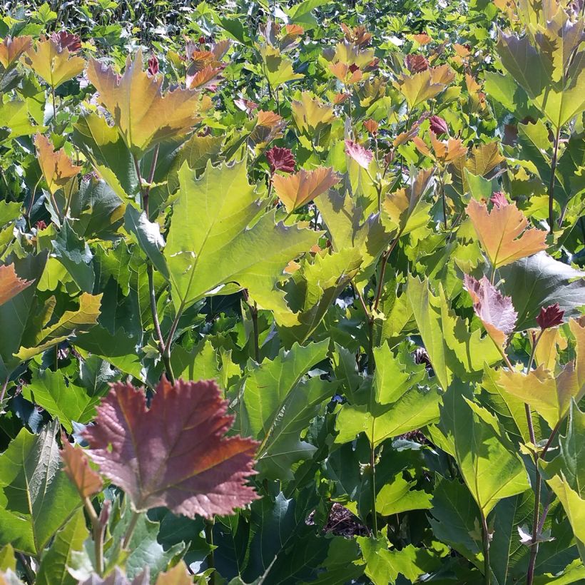 Platanus x hispanica Spartan - Platano (Fogliame)