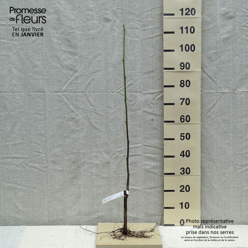 Platanus hispanica Malburg - Platano Piante piccole a radice nuda esemplare consegnato in inverno