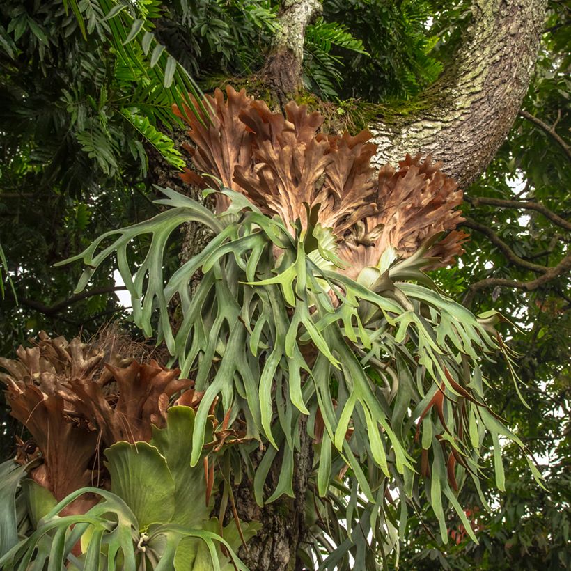 Platycerium alcicorne - Felce a corna di cervo (Plant habit)