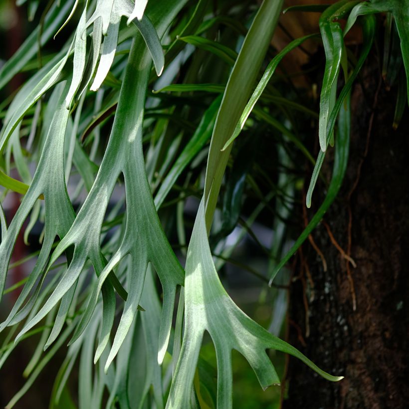 Platycerium bifurcatum - Felce a corna di cervo (Fogliame)