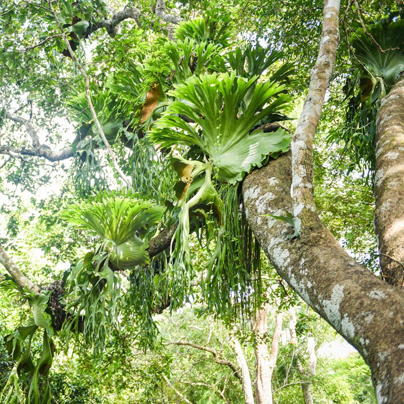 Platycerium bifurcatum - Felce a corna di cervo (Porto)