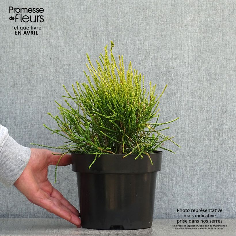 Platycladus orientalis Franky Boy - Tuia orientale Vaso da 2L/3L esemplare consegnato in primavera