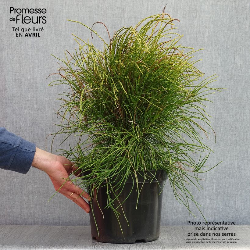 Platycladus orientalis Franky Boy - Tuia orientale Vaso da 7,5L/10L esemplare consegnato in primavera