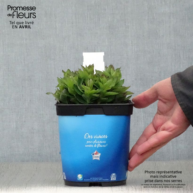 Platycodon grandiflorus Astra Blue - Campanula cinese Vaso da 2L/3L esemplare consegnato in primavera