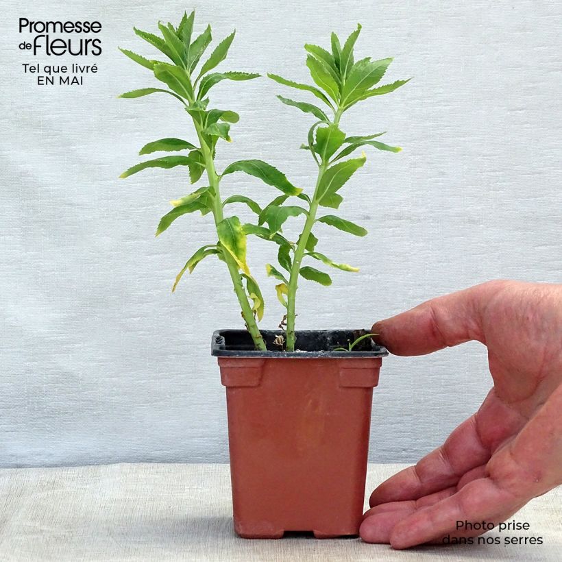 Example of Platycodon grandiflorus Fuji White - Campanula cinese Vasetto da 7/8 cm as you get in printemps