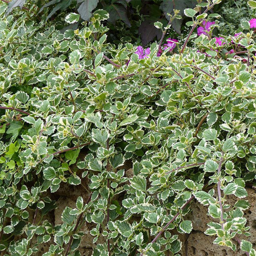 Plectranthus coleoides Variegatus (Porto)