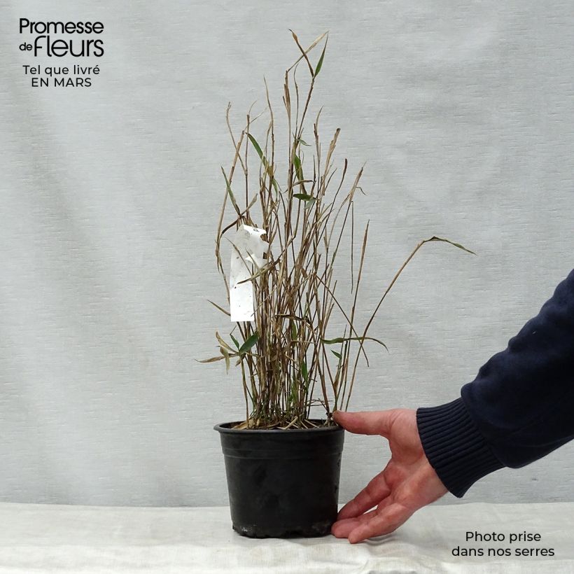 Example of Pleioblastus argenteostriatus Pumilus Vaso da 1L/1,5L as you get in printemps