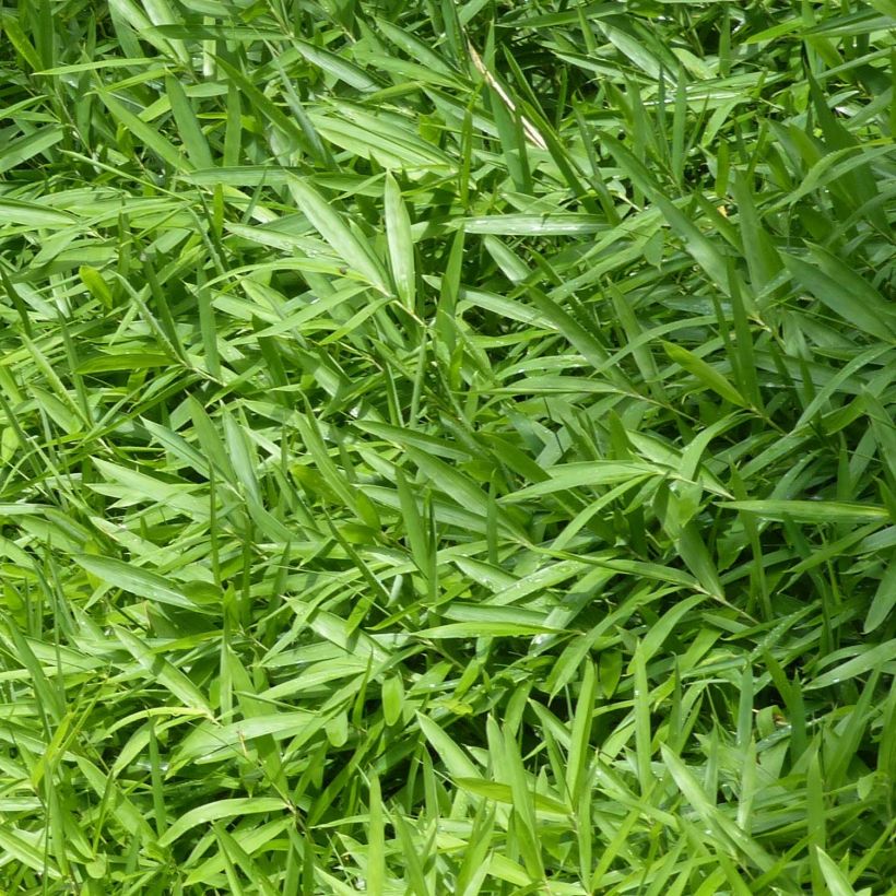 Pleioblastus pygmaeus Distichus - Bambù pigmeo (Foliage)