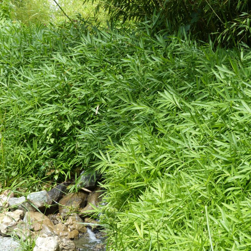 Pleioblastus pygmaeus Distichus - Bambù pigmeo (Plant habit)