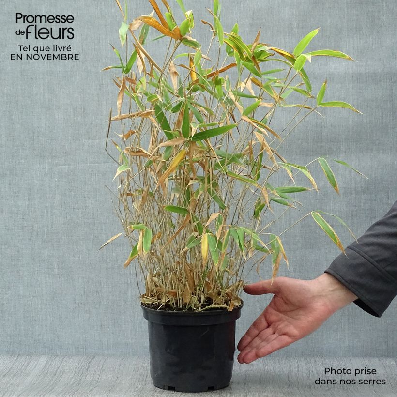 Esemplare di Pleioblastus pygmaeus Distichus - Bambù pigmeo Vaso da 2L/3L come consegnato in autunno