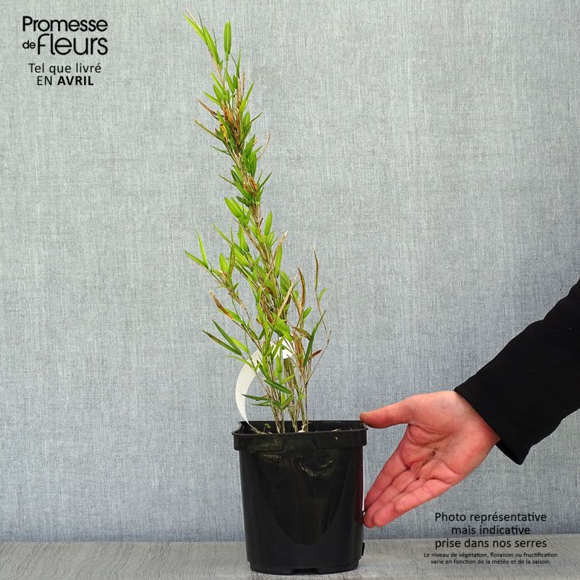 Example of Pleioblastus shibuyanus Tsuboï Vaso da 1,5L/2L as you get in printemps