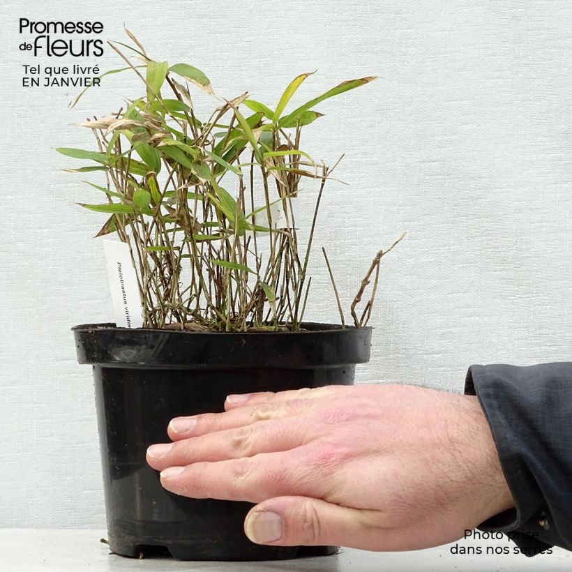 Pleioblastus viridistriatus Vagans Vaso da 1L/1,5L esemplare consegnato in inverno