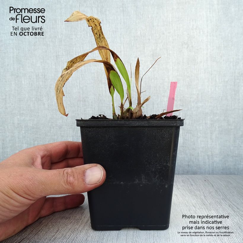 Esemplare di Pleione formosana Vasetto da 8/9 cm come consegnato in autunno