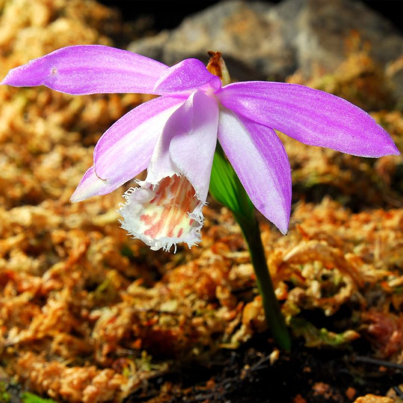 Pleione formosana (Fioritura)