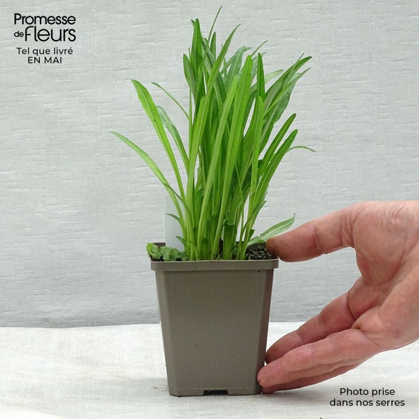 Liatris spicata Alba Vasetto da 8/9 cm esemplare consegnato in primavera