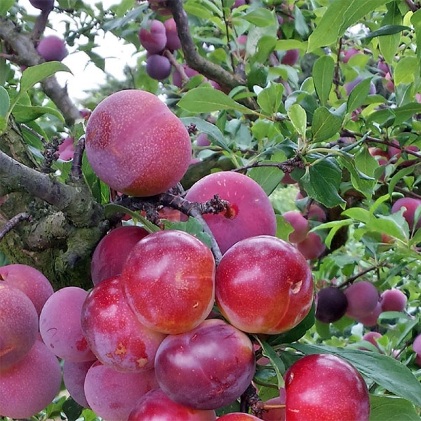 Pluot Pink Candy (Harvest)
