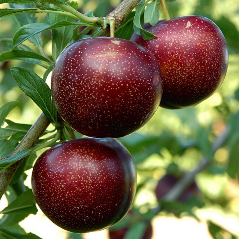 Pluot Purple Candy (Raccolta)