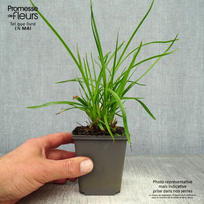 Poa chaixii - Fienarola di Chaix Vasetto da 8/9 cm esemplare consegnato in primavera