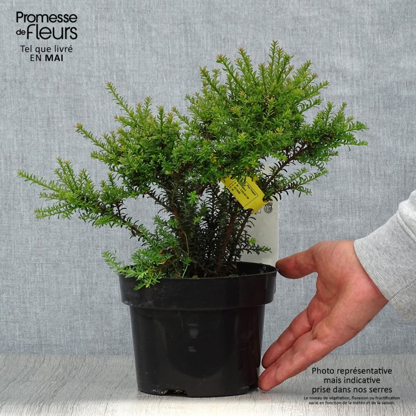 Podocarpus Chocolate Box - Podocarpo Vaso da 2L/3L esemplare consegnato in primavera