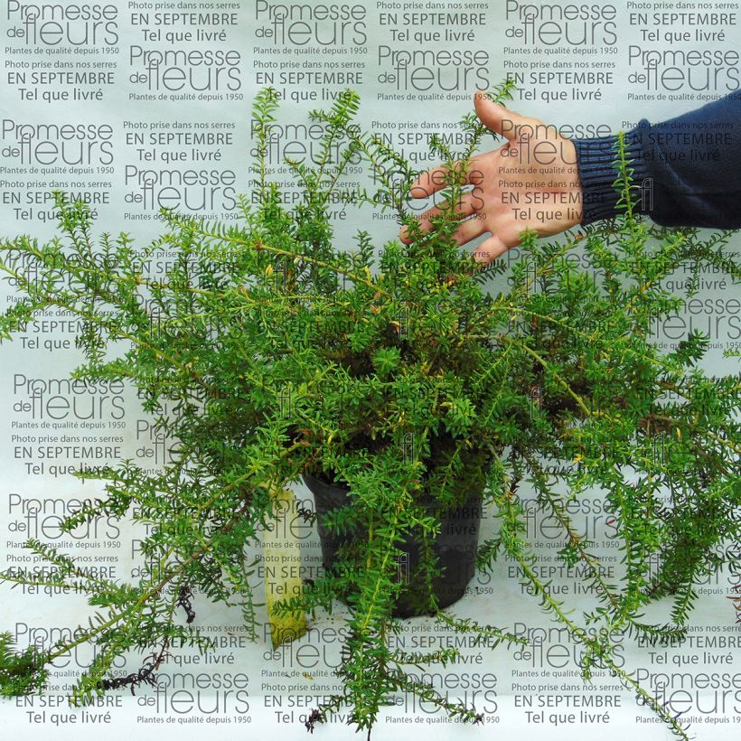 Esempio di esemplare Podocarpus nivalis - Podocarpo Vaso da 2L/3L come consegnato