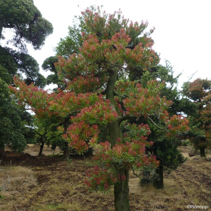 Podocarpus macrophyllus Mood Ring - Podocarpo (Porto)
