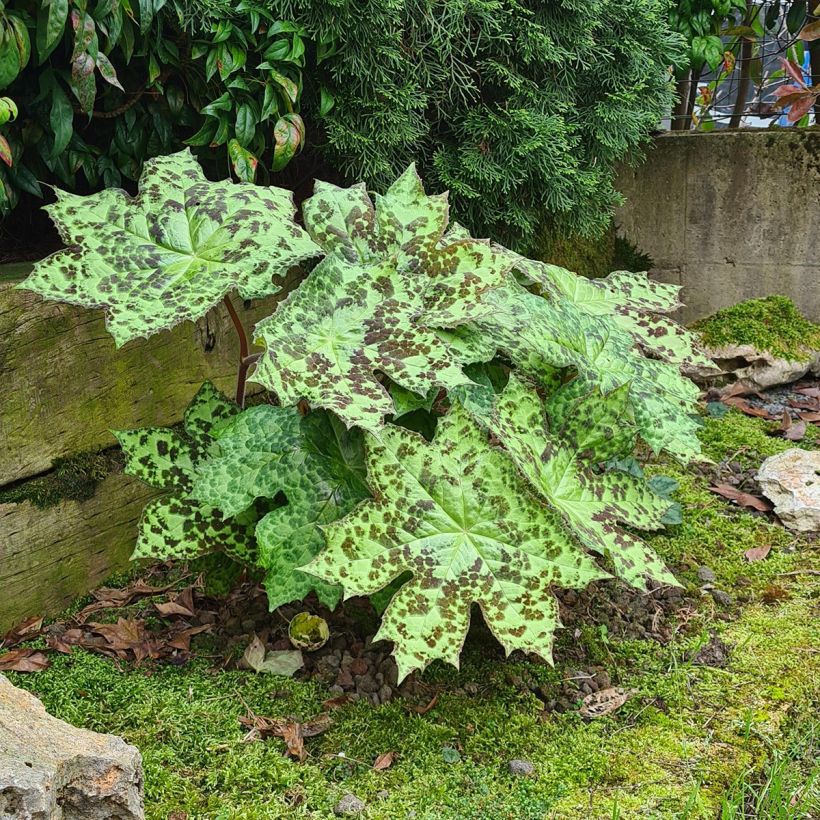 Podophyllum Spotty Dotty - Podofillo (Porto)