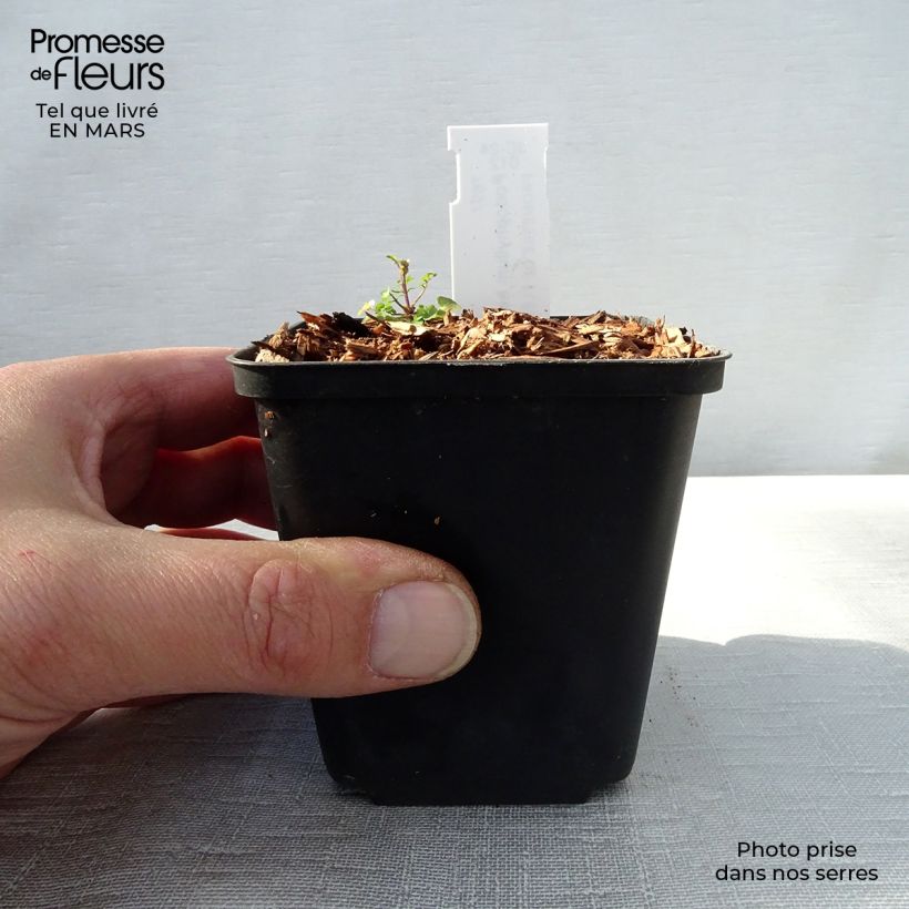 Podophyllum hexandrum - Podofillo indiano Vasetto da 8/9 cm esemplare consegnato in primavera