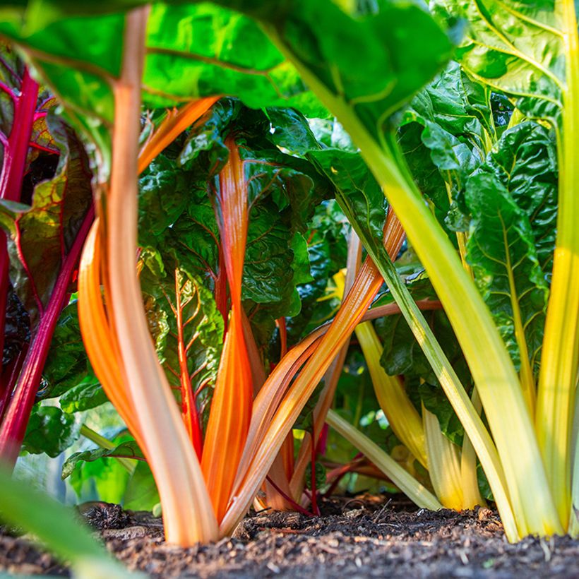 Bietola da costa Fireworks BIO (Harvest)